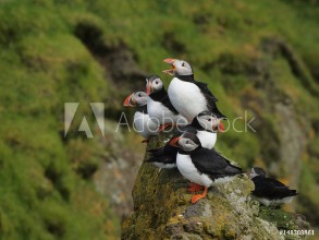 Afbeeldingen van Group of puffins on a cliff